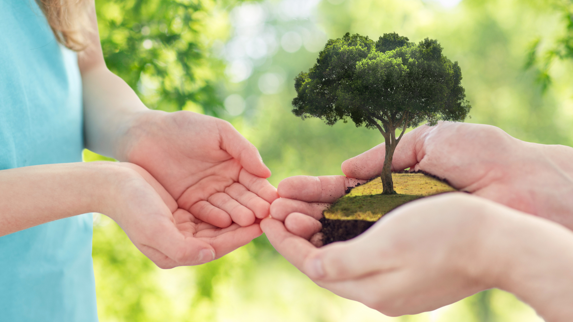 Istoria verde: echilibrul dintre viața umană și natură