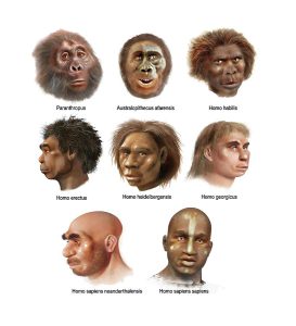 Evoluția omului | sursa: ascienceshow.com
