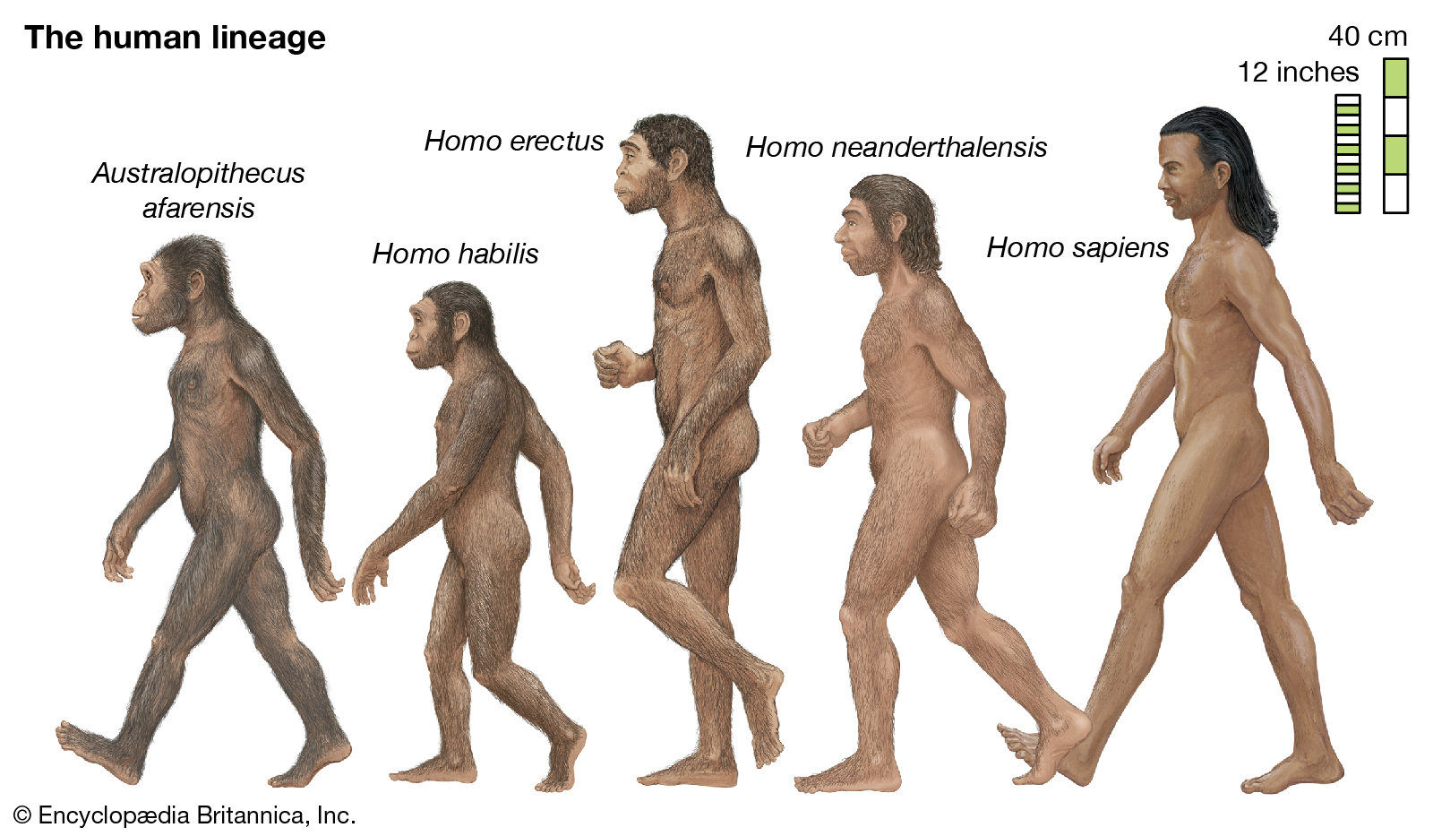 Evoluția omului | © britannica.com